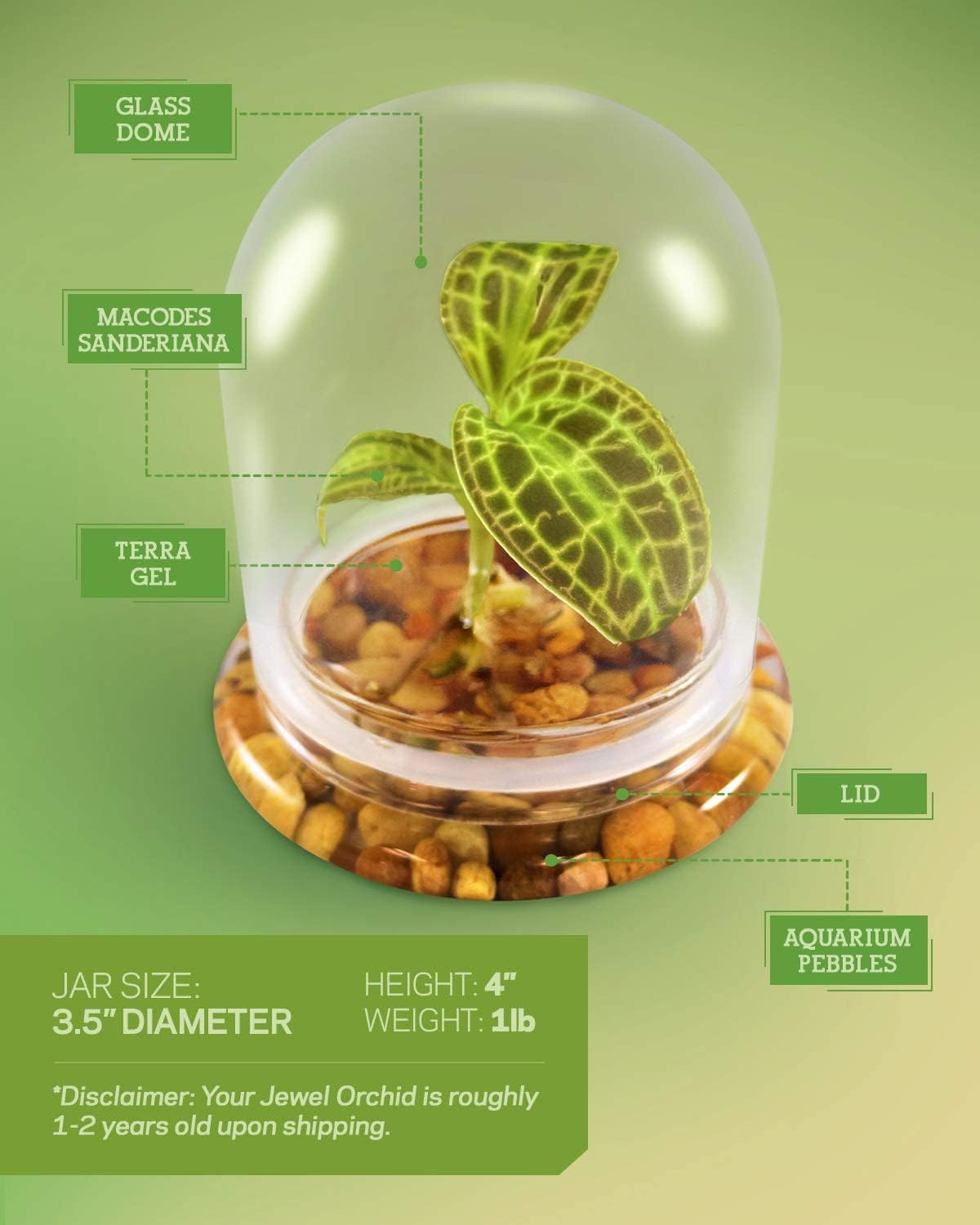Jewel Orchid [Macodes sanderiana/petola] Live Orchid in Self-Sustaining Ecosystem, Maintenance Free Healthy Terrarium Plants Guarantee, Office and Home Decor (M. sanderiana Without Moss)