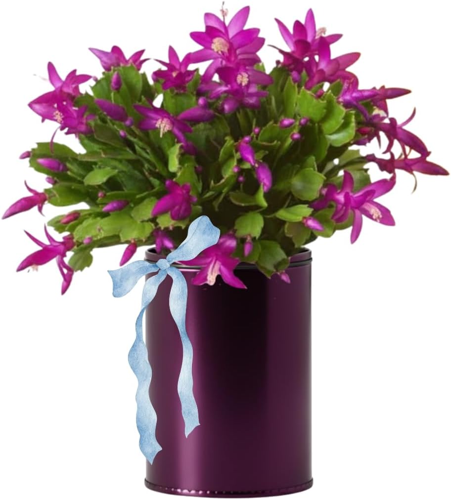 Christmas Cactus Plants Live, Thanksgiving Cactus Easter Cactus Like, 4-8 Inc Tall, Cold Hardy, Holiday Cactus for Indoor Outdoor Planting, Starter Size (Vibrant Pink)