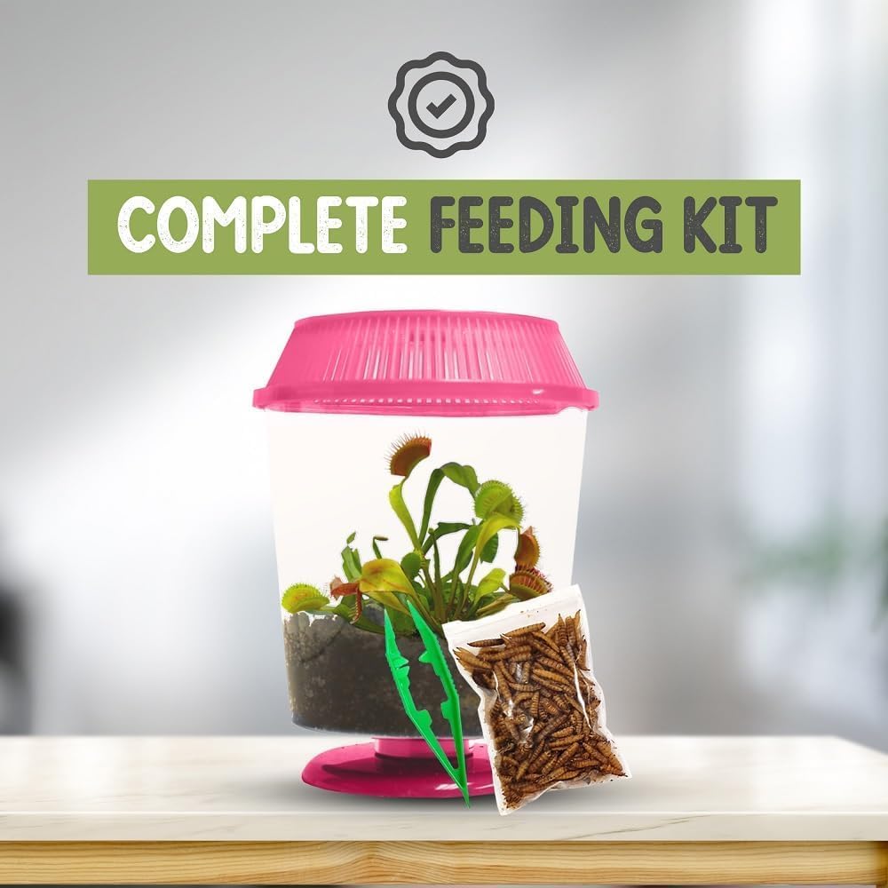 Venus Fly Trap Live Plant with 4.5" Pink Terrarium + Carnivorous Plants Food Bundle with Feeding Tweezers - Carnivorous Plant Soil and Live Venus Flytrap