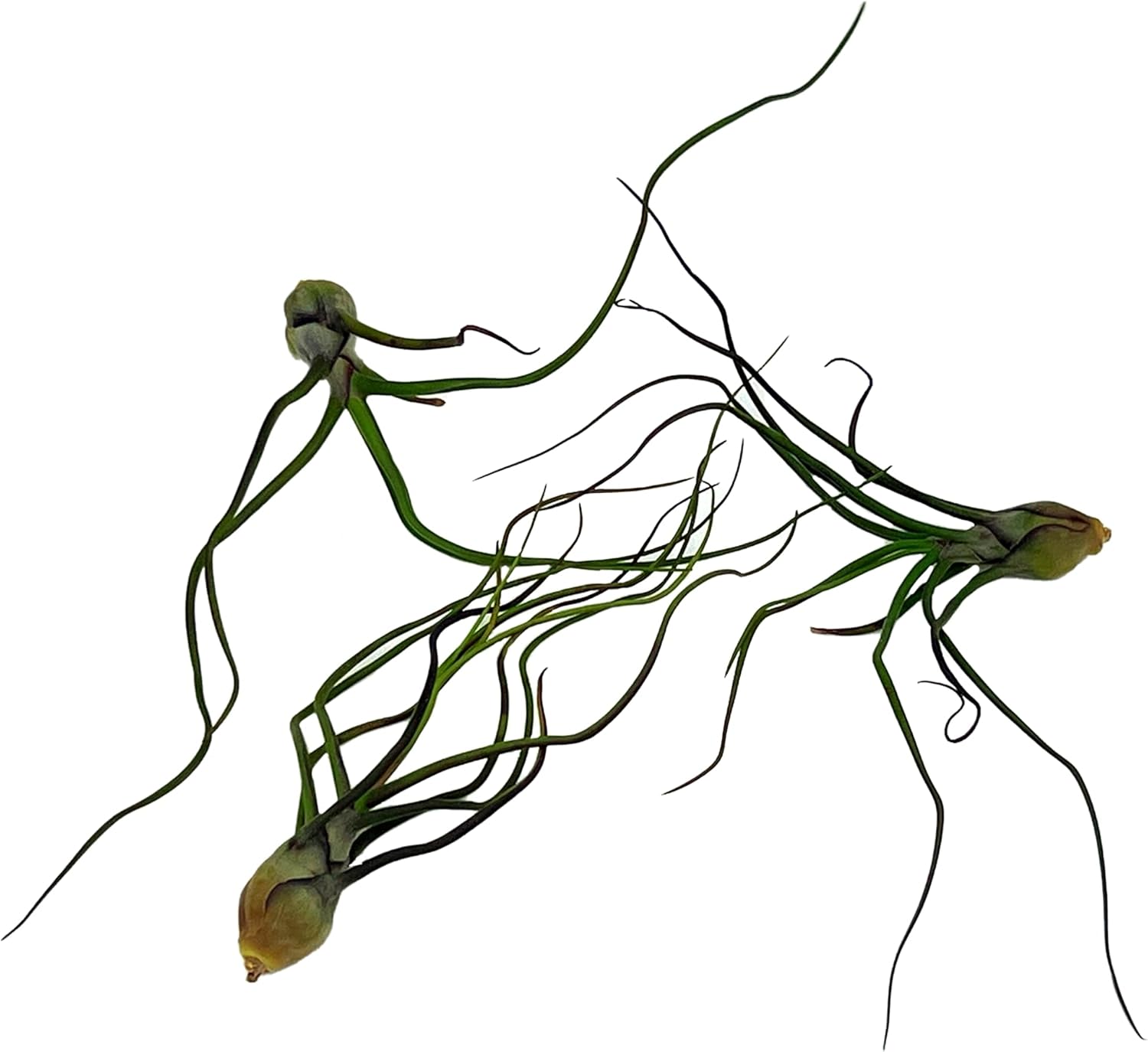 ragnaroc Air Plants - Flowering Tillandsia Bulbosa Guatemala, Large 3-5" - 3ct - Live Arrival Guaranteed - House Plants for Home Decor & Gift