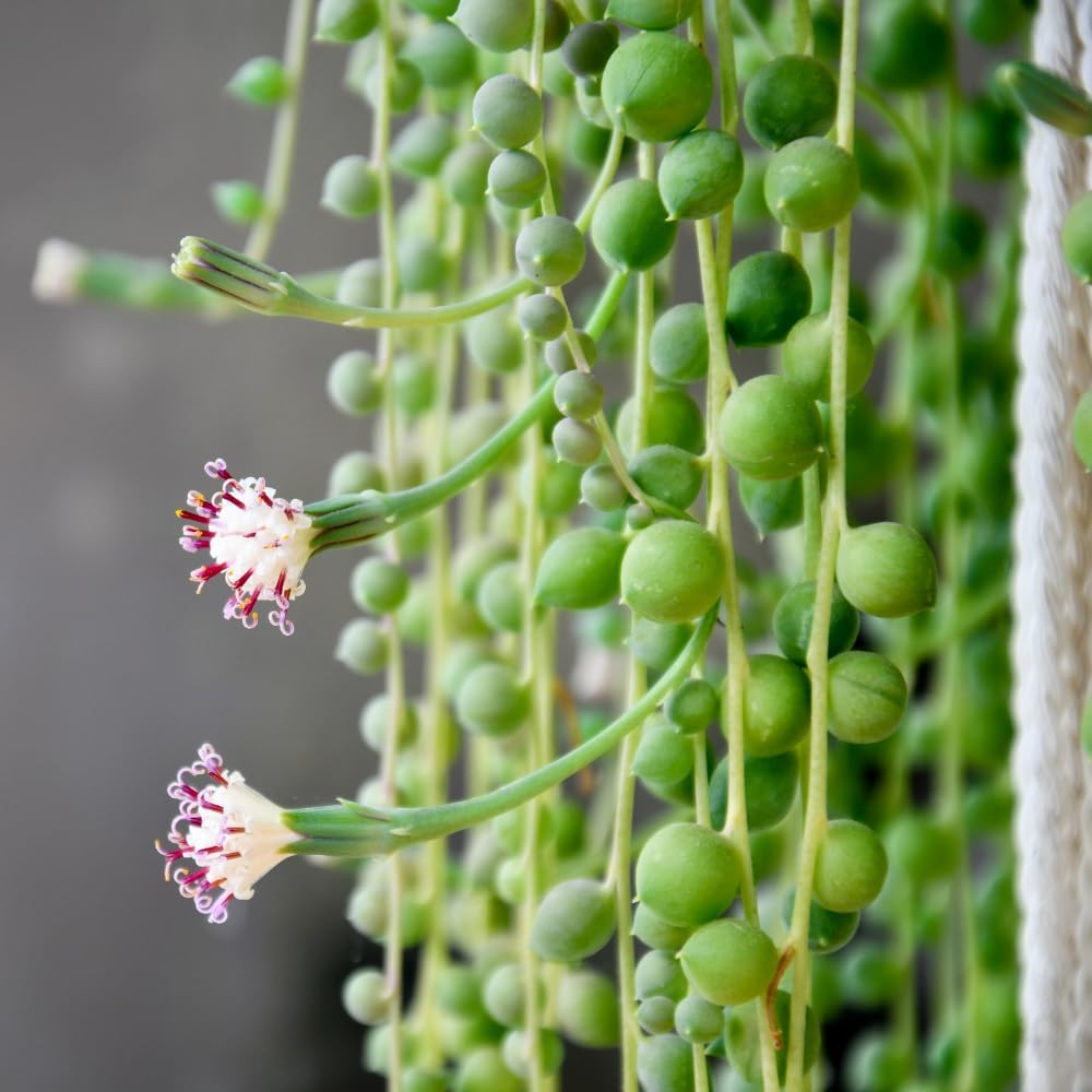 Variegated String of Pearls Plant Live Succulent 4 Inch Pot, Hanging Plant for Home Office Decor, Rare Succulent Trailing Vine, 4-7 Inch Tall