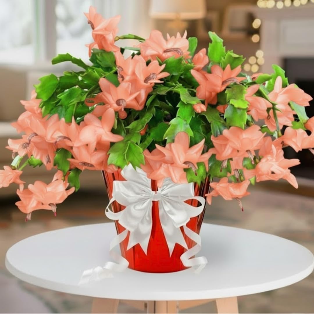 2 Salmon Christmas Cactus Plants Live, True Thanksgiving Cactus Live Size 6-9" Inches Tall, Ready to Blooms, Holiday Houseplant, Cold Hardy, Bloom in Winter