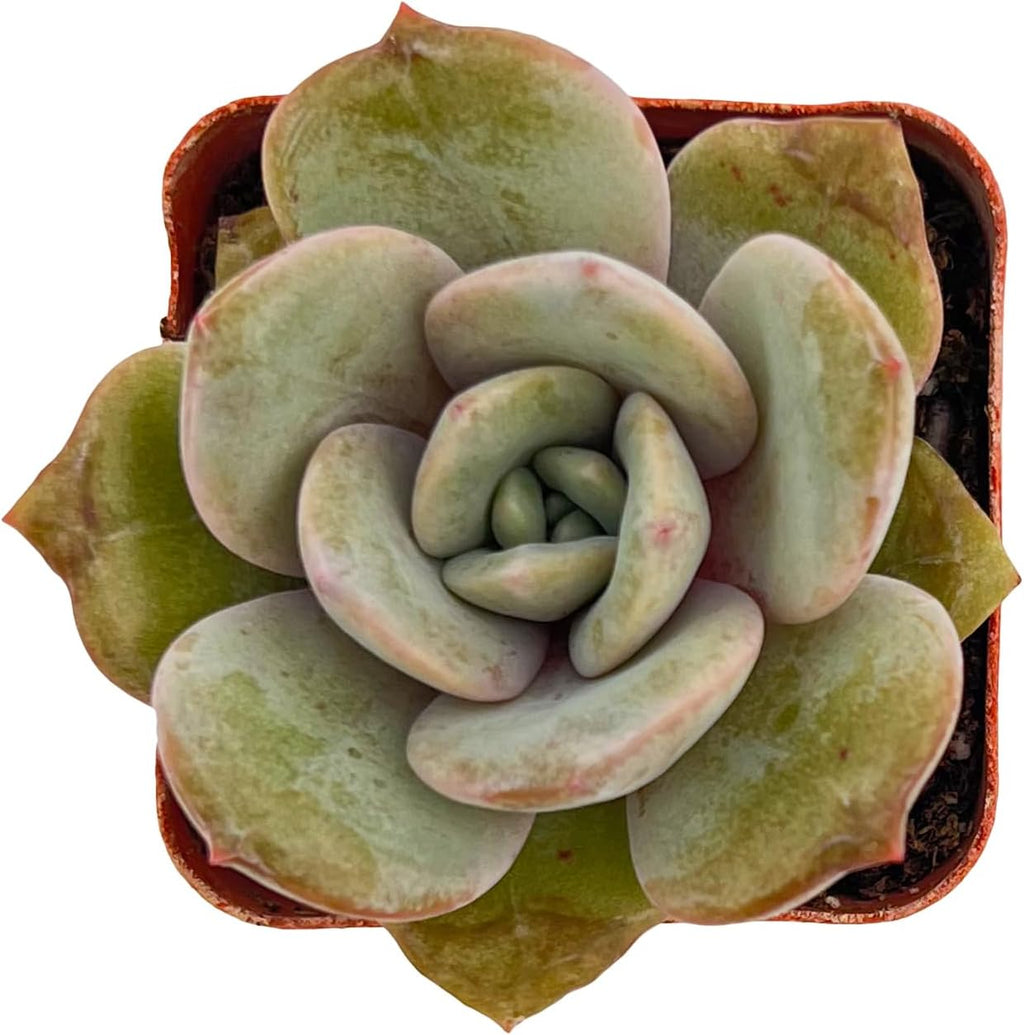 Sprout N Green Echeveria 'German Champagne', Live Succulent Fully Rooted in 2 inch Starter Pot, House Plant for Indoor Outdoor Home Office Wedding Decoration Party Favor
