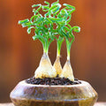 Albuca Spiralis Plant Live, Frizzle Sizzle Succulent Plants, Corkscrew Foliage Succulent in 4'' Pot, Easy-Care Indoor Outdoor Plant