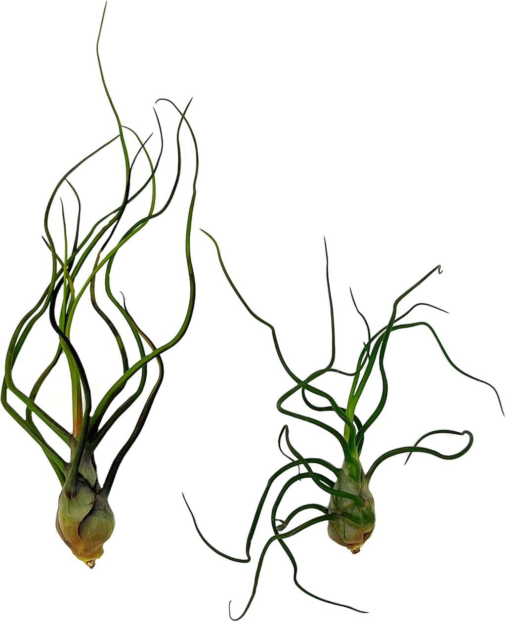 ragnaroc Air Plants - Flowering Tillandsia Bulbosa Guatemala, Large 3-5" - 2ct - Live Arrival Guaranteed - House Plants for Home Decor & Gift