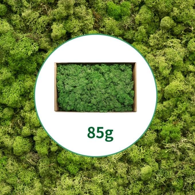 TurelinnG Preserved Moss 3 OZ Reindeer Craft Moss, Fake Moss Suitable for Flowerbeds, Crafts, Home Office Artistic Decoration Green