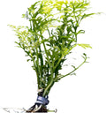 Water Sprite (Indian Fern) - Easy Care Live Aquatic Plant - Freshwater Aquariums Plant - Stunning Aquarium Decorations - Ideal for Fish Tanks and Aquatic Gardens - Medium