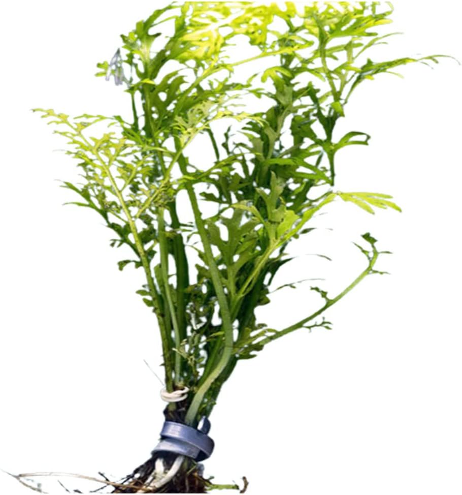 Water Sprite (Indian Fern) - Easy Care Live Aquatic Plant - Freshwater Aquariums Plant - Stunning Aquarium Decorations - Ideal for Fish Tanks and Aquatic Gardens - Medium