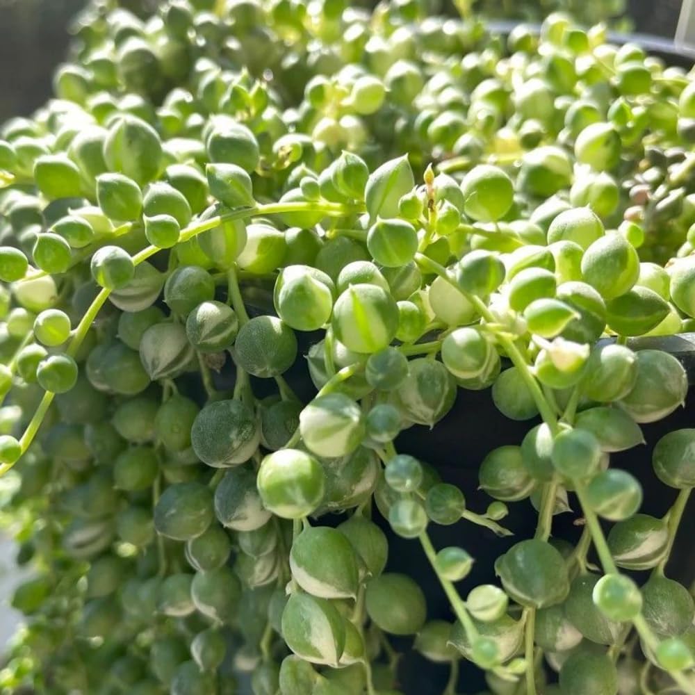 Succulents Variegated String of Pearls Plant Live, Rare Succulent Variegated Plant Rooted in 4 Inch Pot, Hanging Basket House Plant, Zones 9-12