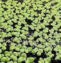Giant Duckweed, Live Aquarium Floating Plant, Spirodela polyrhiza (100 Plants)