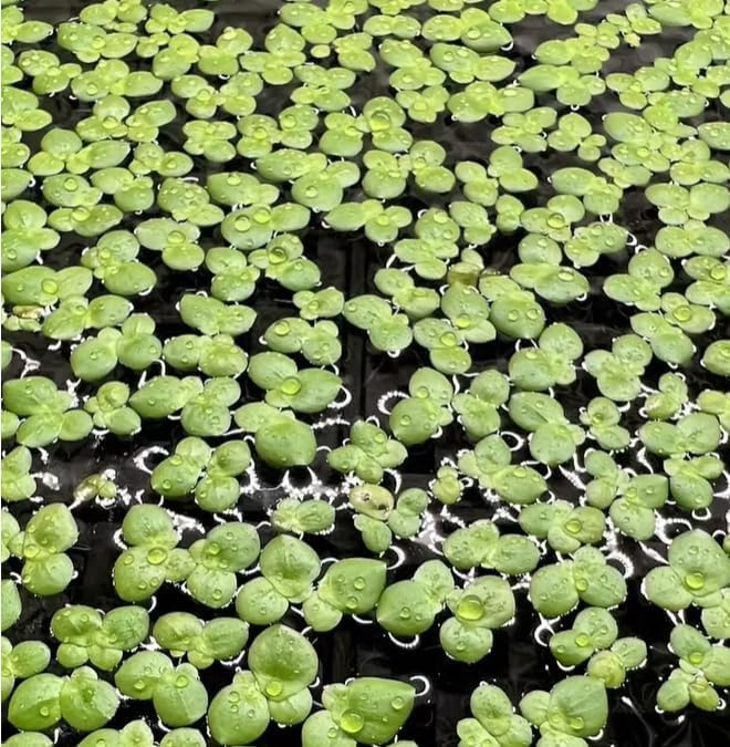 Giant Duckweed, Live Aquarium Floating Plant, Spirodela polyrhiza (150 Plants)