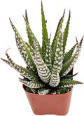 Live Succulent Haworthia fasciata 'Big Band', Approx 2-inch Large, Potted Succulents, Fully Rooted, Easy Care House Plants