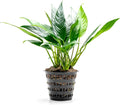 SubstrateSource Anubias Live Aquarium Plants - Potted Freshwater Plant for Fish Tanks, Terrariums - Beginner Friendly Low Light (Lanceolata, Mother Plant)