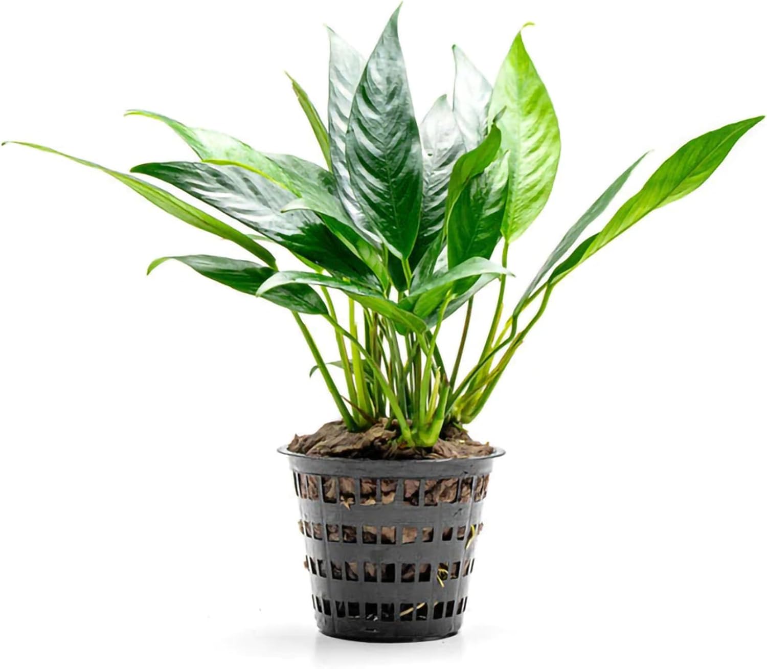 SubstrateSource Anubias Live Aquarium Plants - Potted Freshwater Plant for Fish Tanks, Terrariums - Beginner Friendly Low Light (Lanceolata, Mother Plant)