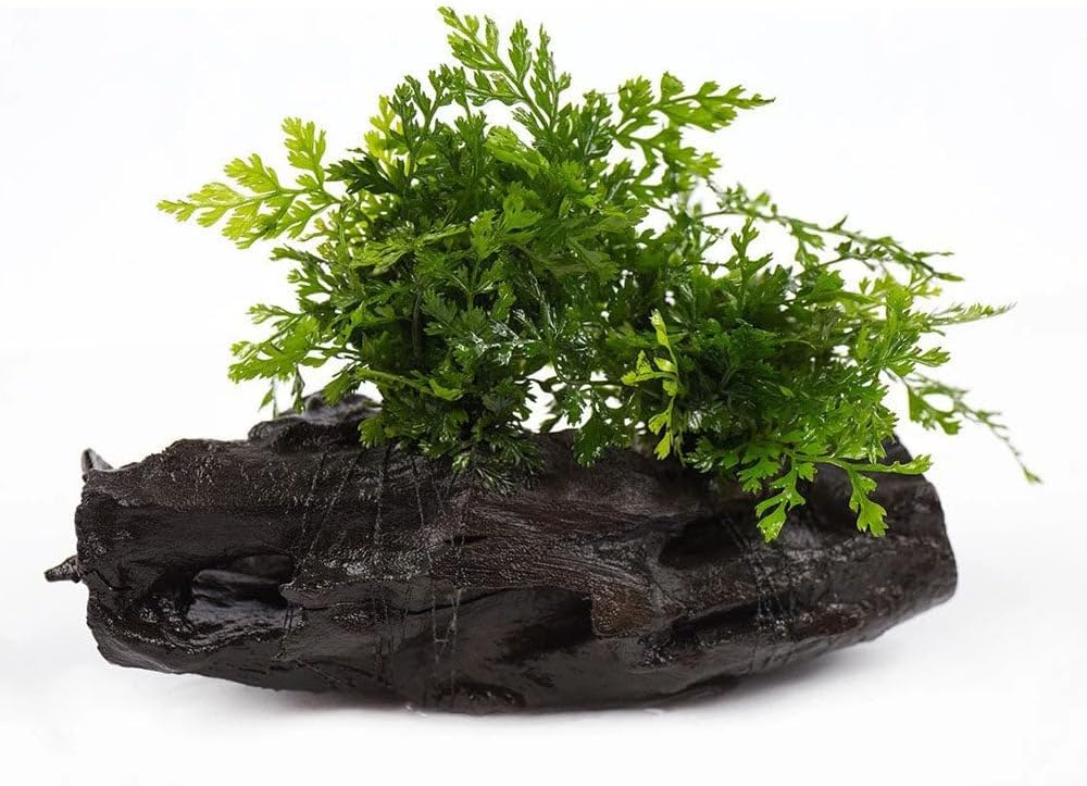 SubstrateSource Live Planted Decor - Mini Bolbitis on Driftwood - Light Green Aquatic Plant with Lush Foliage, Foreground to Midground Epiphytic Fern Placement for Aquascaping - Medium, 1 Pack