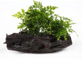 SubstrateSource Live Planted Decor - Mini Bolbitis on Driftwood - Light Green Aquatic Plant with Lush Foliage, Foreground to Midground Epiphytic Fern Placement for Aquascaping - Medium, 1 Pack