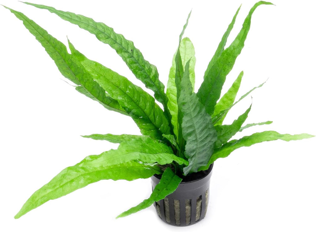 SubstrateSource Java Fern Live Aquarium Plants - Potted Freshwater Plant for Fish Tanks - Beginner Friendly, Low Light (Java Fern, 5 Pots)