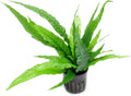 SubstrateSource Java Fern Live Aquarium Plants - Potted Freshwater Plant for Fish Tanks - Beginner Friendly, Low Light (Java Fern, 5 Pots)