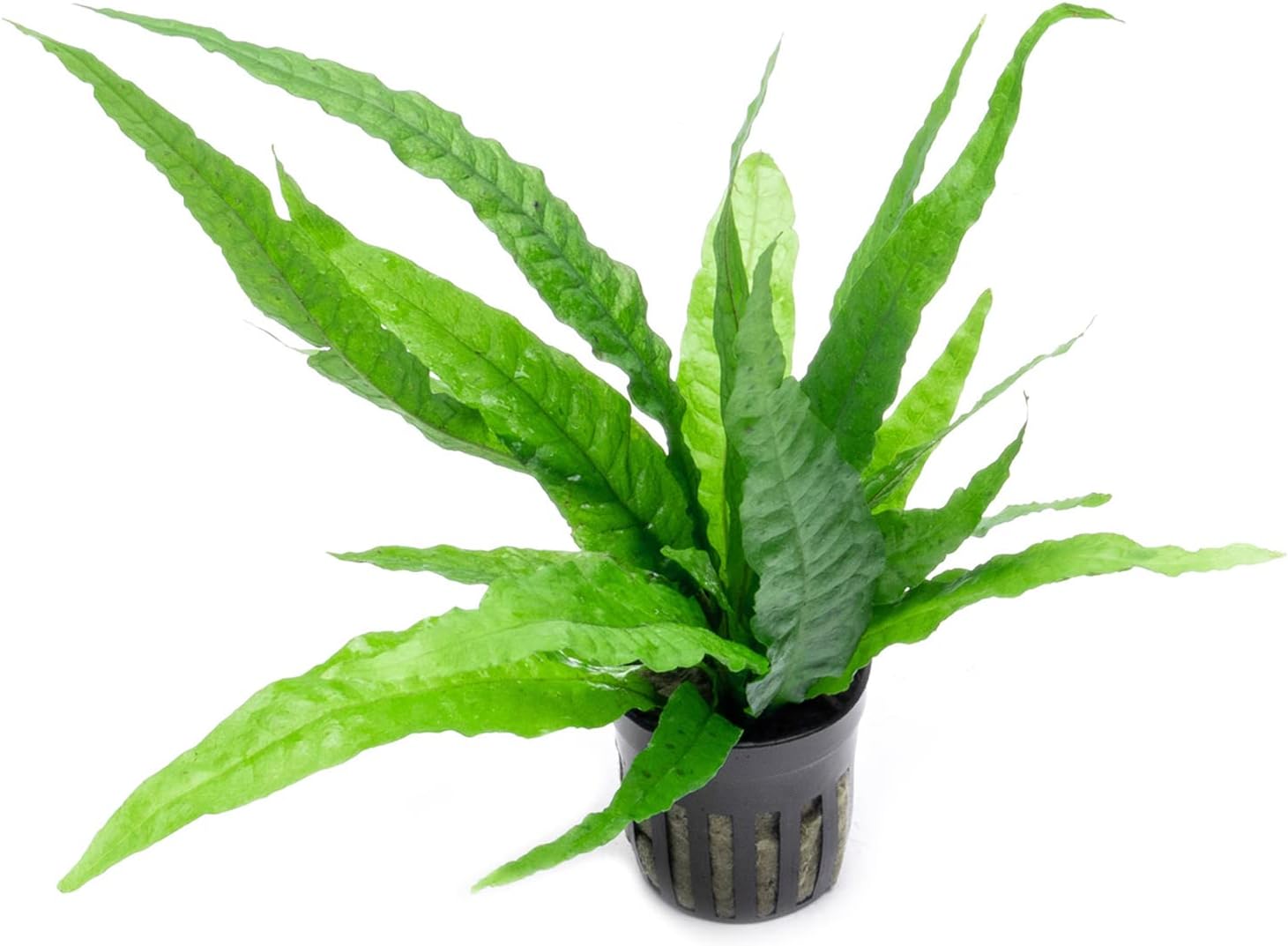 SubstrateSource Java Fern Live Aquarium Plants - Potted Freshwater Plant for Fish Tanks - Beginner Friendly, Low Light (Java Fern, 5 Pots)