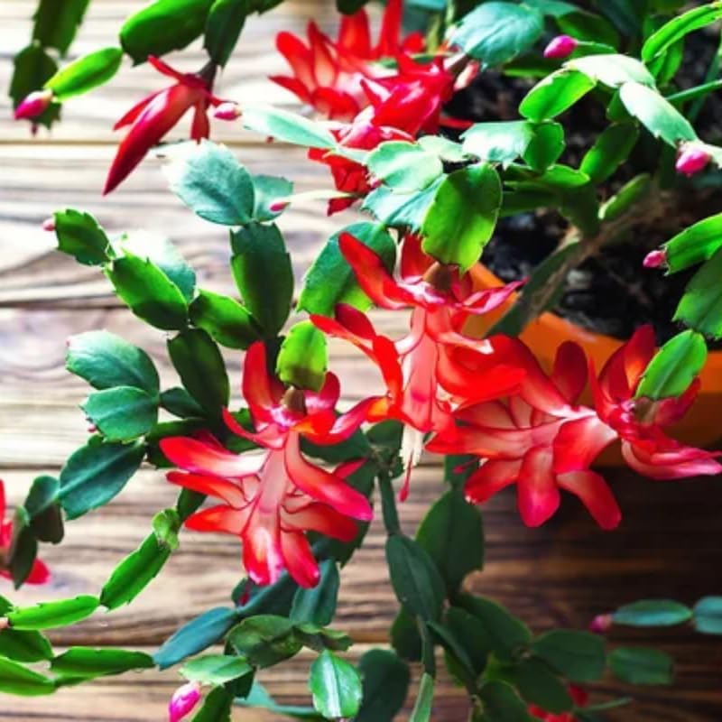 2 Christmas Cactus Plants Live, Holiday Blooming Indoor Plants Live Houseplants, Hanging Baskets Easy Care, Well-Rooted 5-8" Tall, No Pot, Bareroots, Single Stems (Red Christmas Cactus)