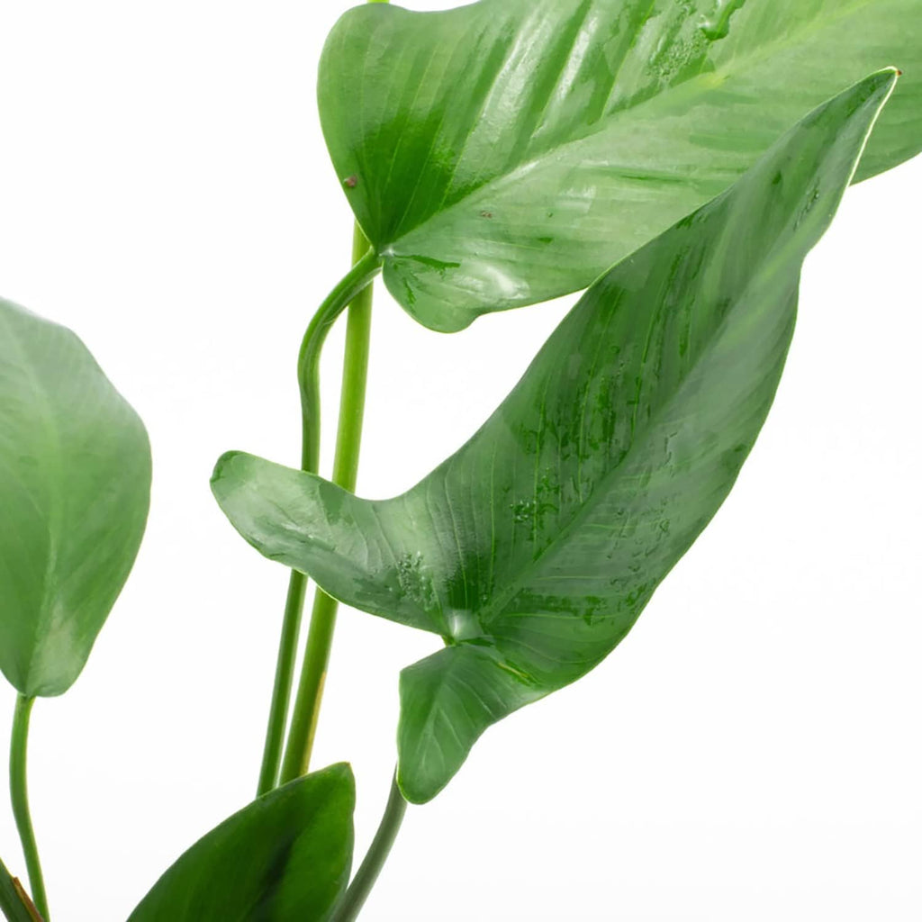 SubstrateSource Anubias Live Aquarium Plants - Potted Freshwater Plant for Fish Tanks, Terrariums - Beginner Friendly Low Light (Hastifolia, 1 Pot)