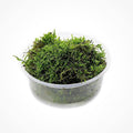 SubstrateSource Christmas Moss Live Aquarium Plant - Freshwater Fish Tank Decorations for Natural Aquatic Décor (Large Cup)