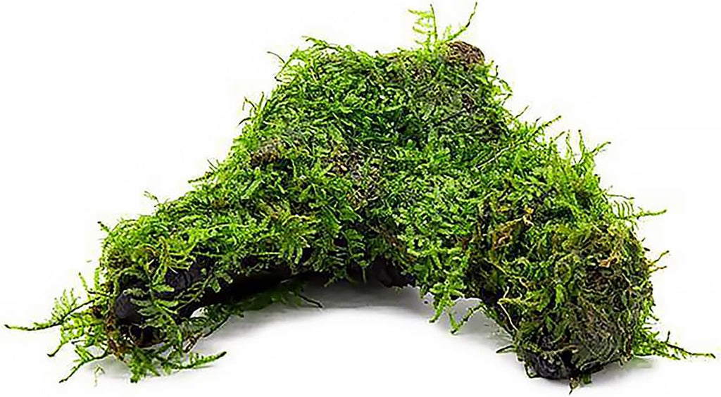 SubstrateSource Live Planted Decor - Christmas Moss (Vesicularia montagnei) on Driftwood - Low Light, Green Accent Freshwater Aquatic Plant, Foreground Aquarium Placement for Aquascaping - 1 Pack