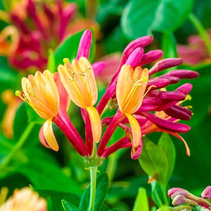 Honeysuckle Plant Live for Planting, Lonicera Honeysuckle Vine, Very Hardy, in 2.5 Inc Pot, Fragrant Pink Yellow Bloom