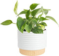Costa Farms Live Pothos Plant, Easy Care Vining Live Indoor Houseplant, Air Purifying Trailing Plant Potted in Premium Decor Pot, Potting Soil, Gift for Office and Home Decor, 8-Inches Tall