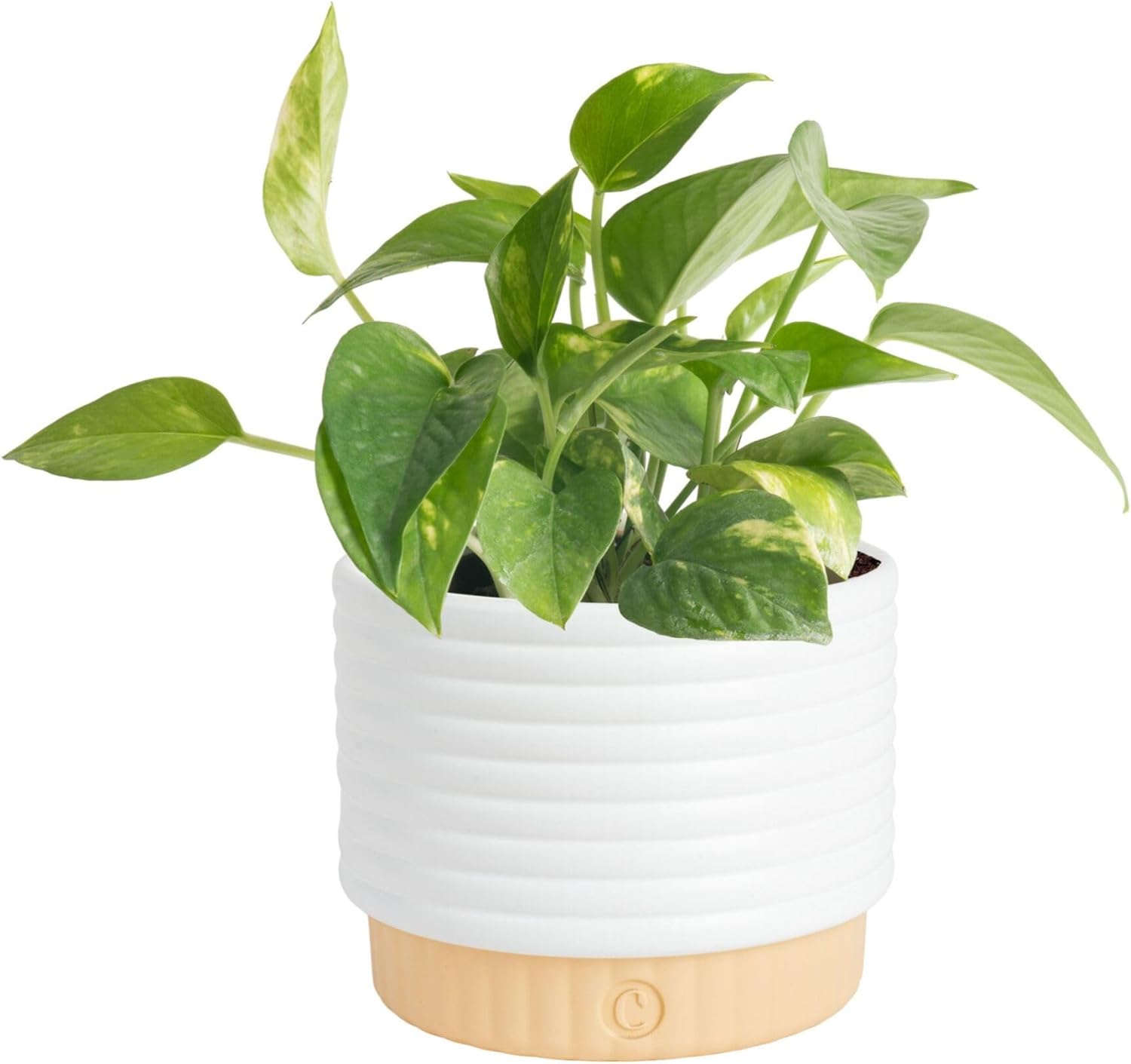 Costa Farms Live Pothos Plant, Easy Care Vining Live Indoor Houseplant, Air Purifying Trailing Plant Potted in Premium Decor Pot, Potting Soil, Gift for Office and Home Decor, 8-Inches Tall