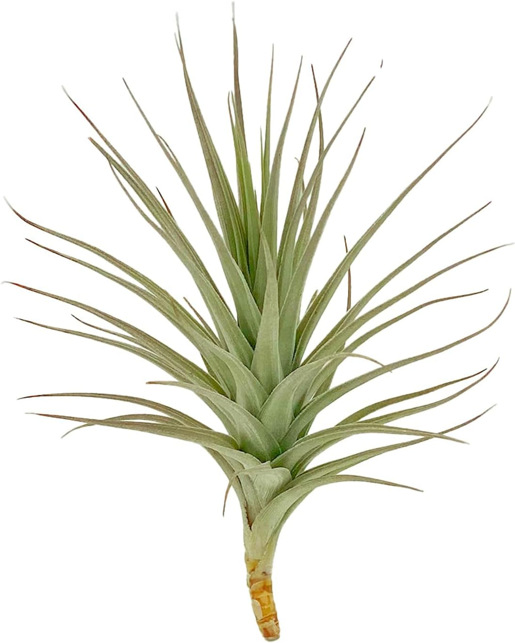 ragnaroc Air Plants - Flowering Tillandsia Lilla Lilac, Large 5" - 1ct - Live Arrival Gauranteed - House Plants for Home Decor & Gift