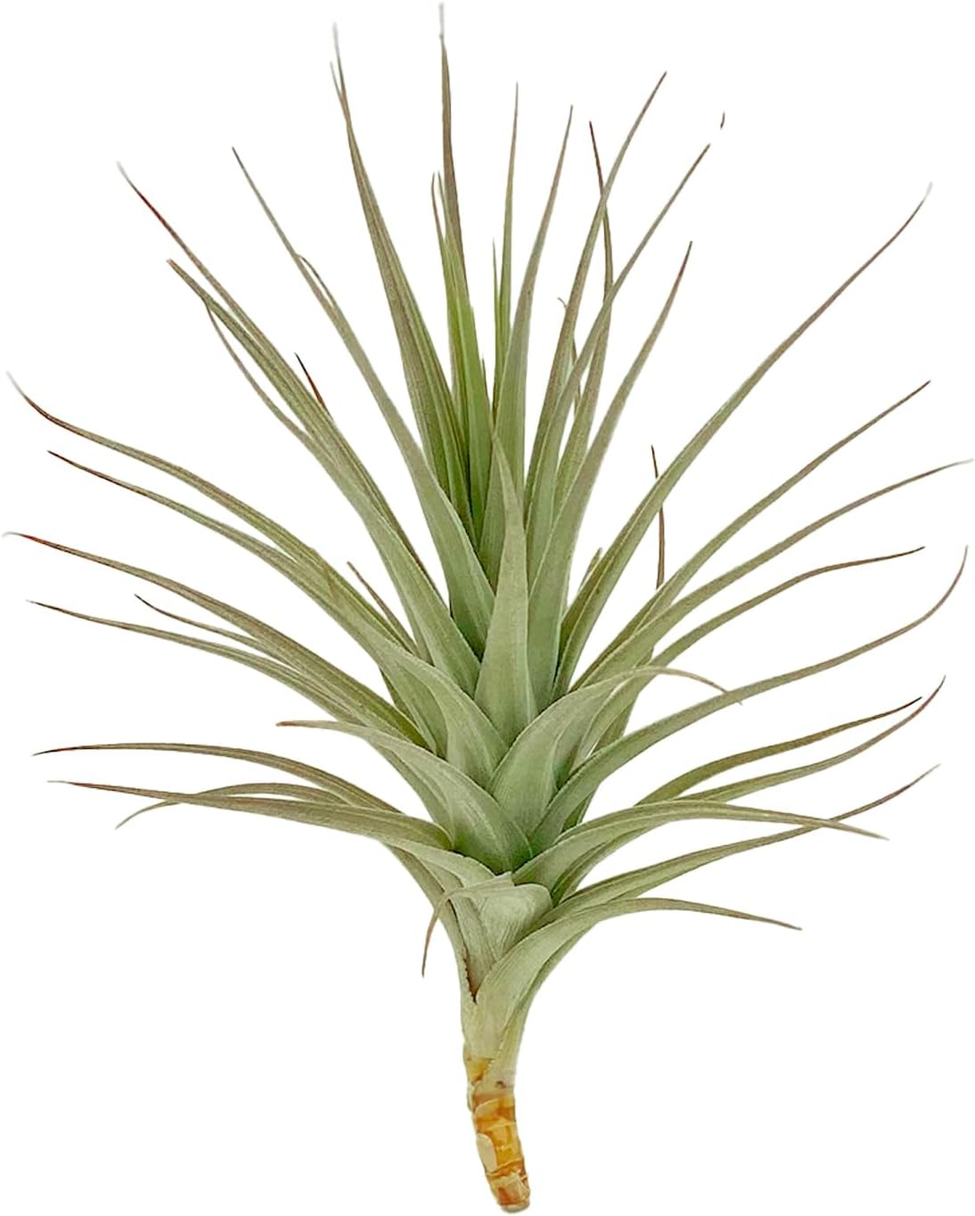 ragnaroc Air Plants - Flowering Tillandsia Lilla Lilac, Large 5" - 3ct - Live Arrival Guaranteed - House Plants for Home Decor & Gift