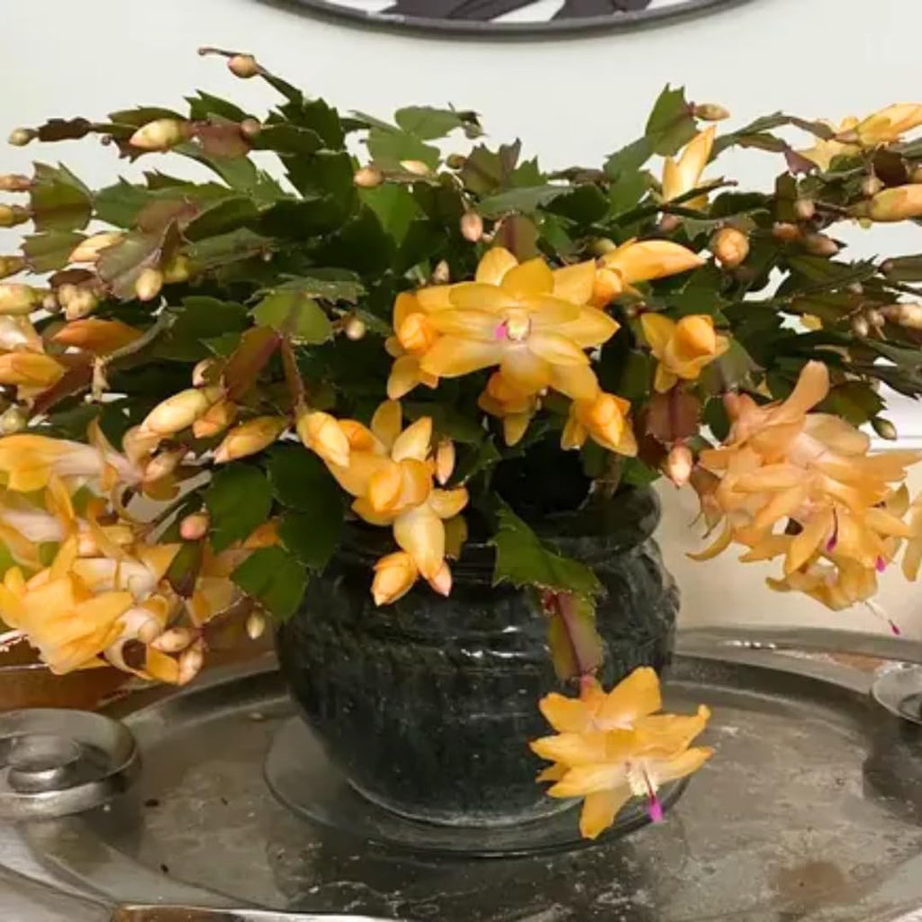 Christmas Cactus Plants Live, Thanksgiving Cactus Easter Cactus Like, 4-8 Inc Tall, Cold Hardy, Holiday Cactus for Indoor Outdoor Planting, Starter Size (Yellow)