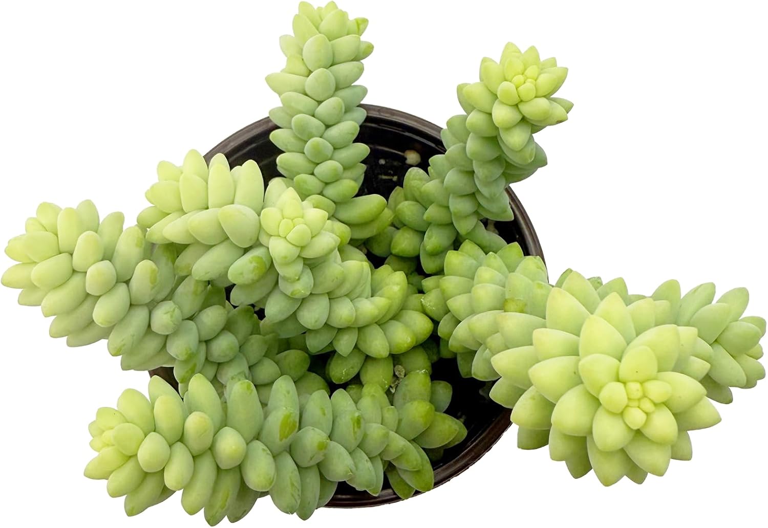 Sedum Burrito (Burro’s Tail) Live Succulent Plant - Trailing Green Bead Foliage, Easy Care Indoor Hanging Basket Succulent for Home & Office Decor (Rooted in 4" Nursery Pot)