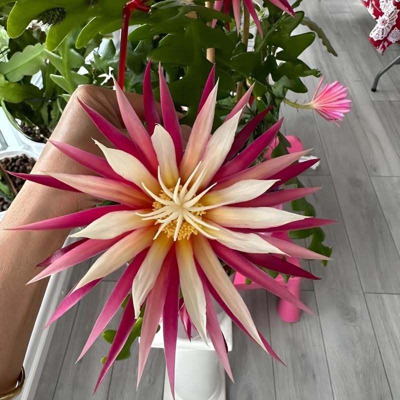 Fishbone Cactus Live Plant in 4" Pot | Eye-Catching RIC Rac Foliage | Beginner-Friendly Indoor Houseplant for Décor |Unique Gift for Plant Enthusiasts