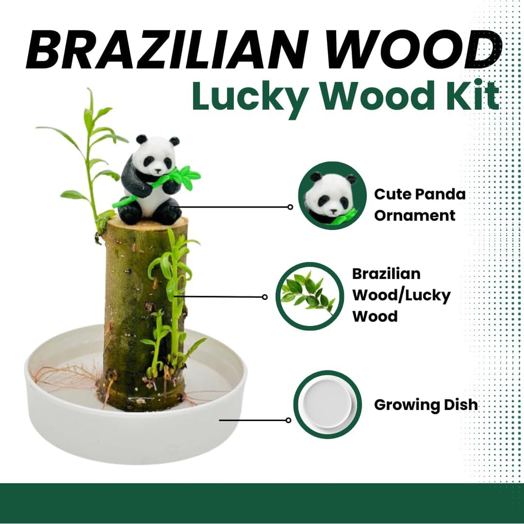 Brazilian Willow Wood Plants Multipacks Mini Brazil Lucky Wood Kits: Trays, Lucky Trees, Pandas - Swelling Stage, About to Sprout, Perfect for Office Gift Exchange, Home, Office Decor (3 Whole Kits)