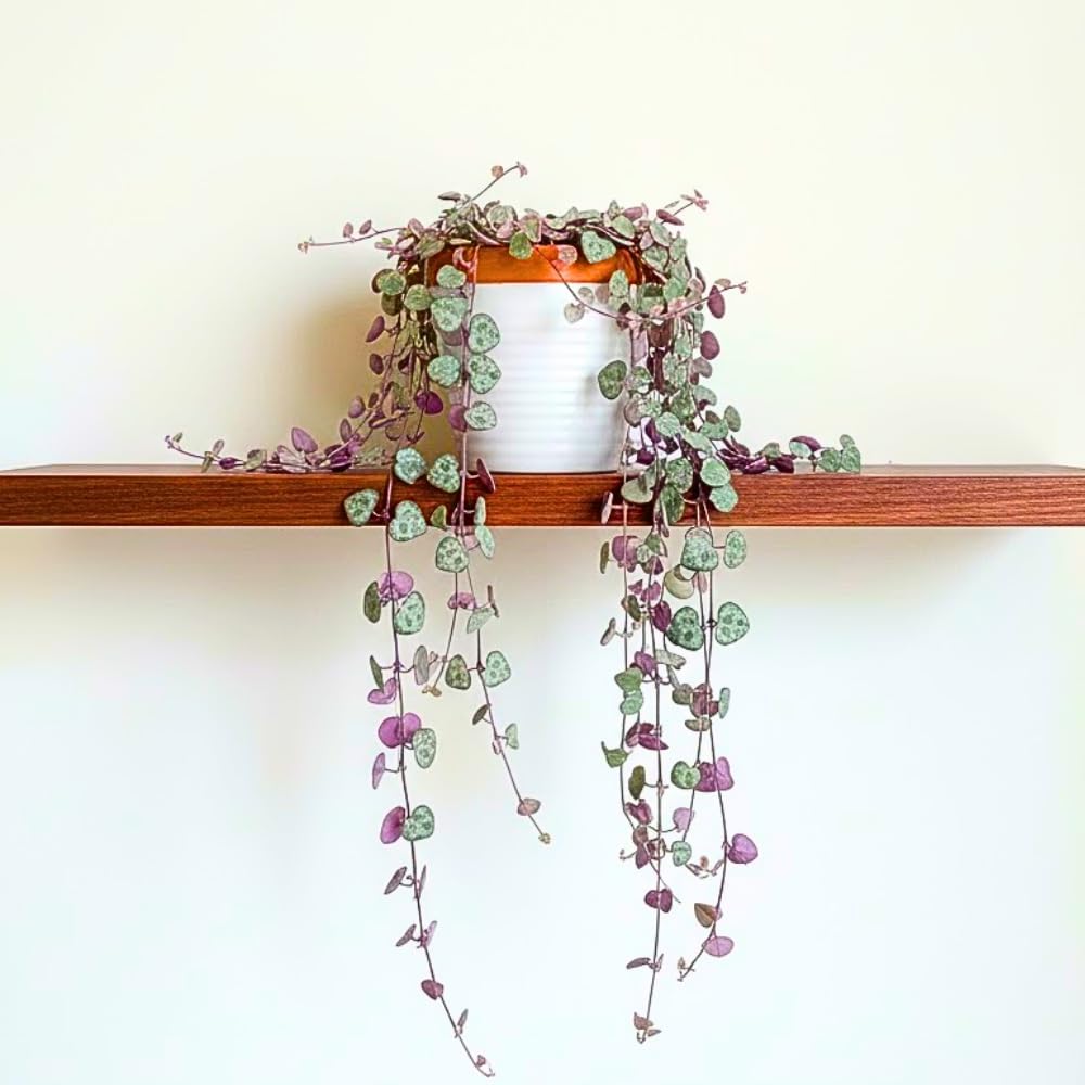 Variegated String of Hearts Plant Live, Succulent Trailing Vine from 4 to 7 inches in Height, 4 inch Pot for Indoor Planting
