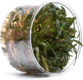 Ultum Nature Systems Cryptocoryne Axelrodi Tissue Culture Live Plant for Aquarium, Aquascaping, Freshwater Fish Tanks - 100% Snail Free in Vitro