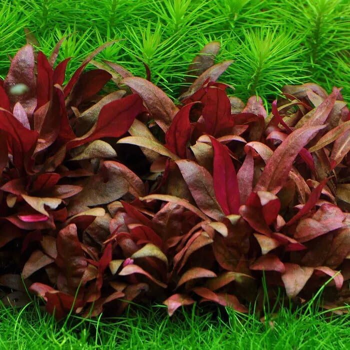 Alternanthera Reineckii 'Mini' 1-2-Grow | Tissue Culture Live Aquarium Plant | in Vitro Freshwater Plant for Aquascaping & Fish Tanks | 100% Pest & Algae Free