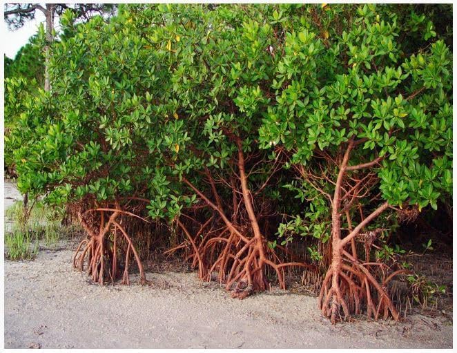 Generic AquaGardens | Red Mangrove - Live Plant (Large + Heat Pack for Cold Weather Shipping), Green