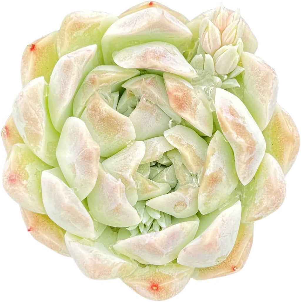 Sprout N Green Echeveria Peach Queen, 1 Live Succulent Plant Fully Rooted in 2" Pot, House Plant for Indoor Outdoor Home Office Wedding Decoration DIY Project Party Favor