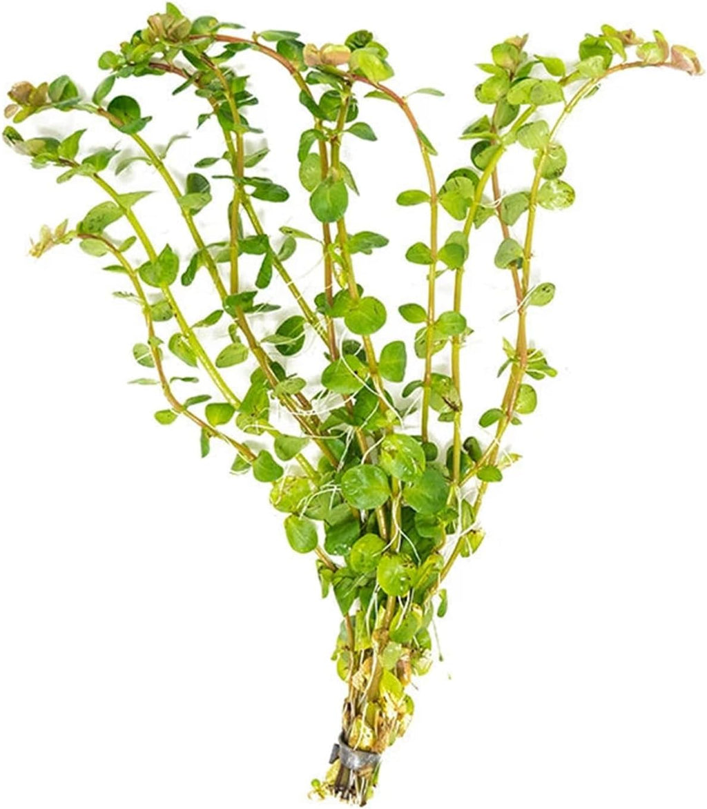 Rotala Rotundifolia Aquatic Plant