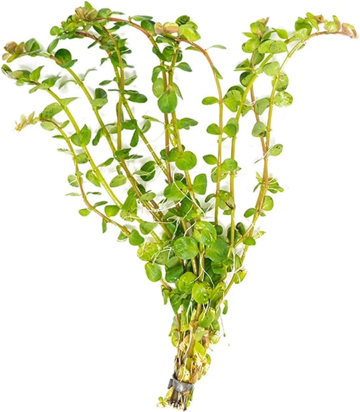 Rotala Rotundifolia Aquatic Plant