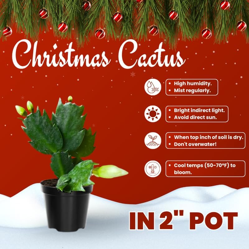 White Christmas Cactus Plants Live in 2 Inch Pot, Vibrant Christmas Cactus Blooms, Perennial Holiday Cactus Plant Flower Succulent Houseplant