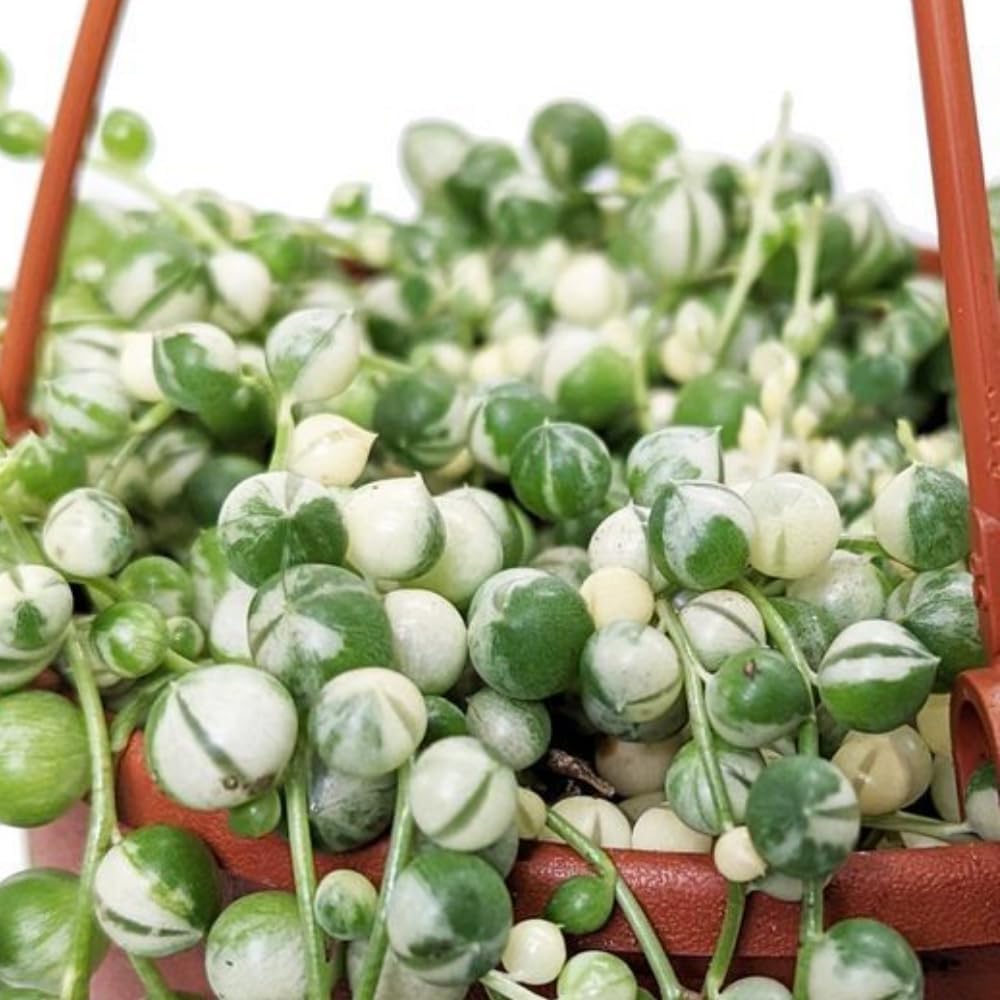 Variegated String of Pearls Plant Live Succulent 4 Inch Pot, Hanging Plant for Home Office Decor, Rare Succulent Trailing Vine, 4-7 Inch Tall