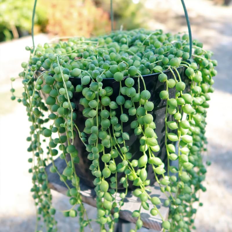 String of Pearls Live Plant, in Pot, Trailing Succulent Plant, Hanging Vine Live Indoor Houseplant