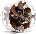 Ultum Nature Systems Live Tissue Culture - Echinodorus 'Reni' (Echinodorus reni) - Easy - Medium to High Light - Red and Green Accent - Midground - 100% Snail Free Grown in-Vitro - Small Cup