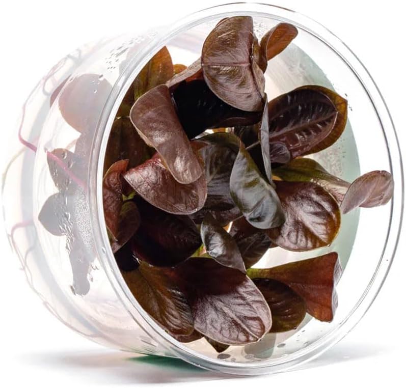 Ultum Nature Systems Echinodorus Reni Sword Tissue Culture Live Plant for Aquarium, Freshwater Fish Tank, Aquascaping - 100% Snail Free in Vitro