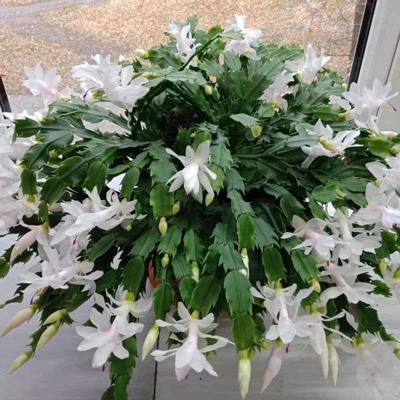 Thanksgiving Cactus Plants Live in 4" Pot, Holiday Christmas Cactus, Colorful Indoor Houseplant, Zygocactus Like, Ready to Bloom (White)