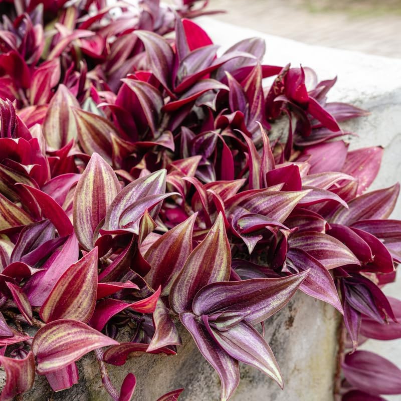 Dark Purple Wandering Jew Live Plant, Tradescantia Houseplant in 2.5 Inches Pot for Planting, Wandering Jew Live Plant Outdoor Indoor